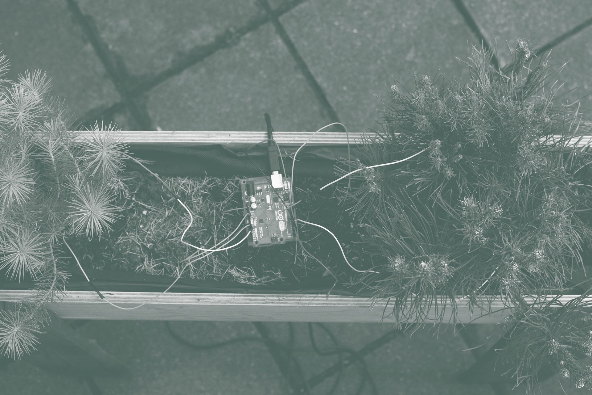 Un_muting: Mycelium Communication